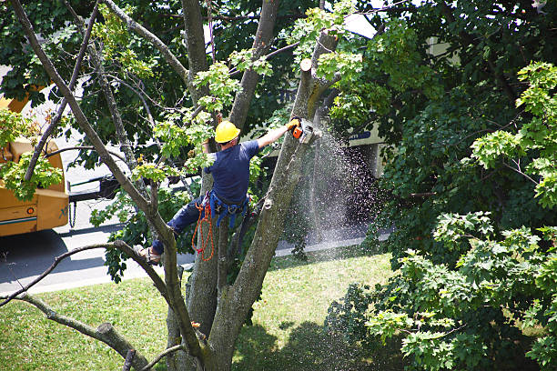 Best Hazardous Tree Removal  in USA